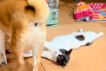 ストーブで温まっている猫→突然『犬』が現れて…まさかの『理不尽過ぎる光景』が11万再生「はーどっこいしょｗ」「小学生の兄弟みたいで草」