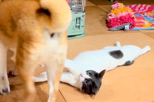 ストーブで温まっている猫→突然『犬』が現れて…まさかの『理不尽過ぎる光景』が11万再生「はーどっこいしょｗ」「小学生の兄弟みたいで草」