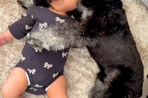 朝、赤ちゃんの隣で寝転がる犬→まるで『寝かしつけている』ようで…あまりにも尊い『平和すぎる光景』が29万再生「幸せの具現化」「腕枕が…」
