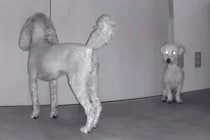 外出して5分間、留守番する犬たちをカメラで見てみたら…情報量が多すぎる『カオスな光景』が12万再生「犬型ルンバｗ」「デパートの屋上で草」