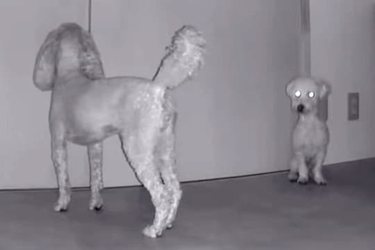 外出して5分間、留守番する犬たちをカメラで見てみたら…情報量が多すぎる『カオスな光景』が12万再生「犬型ルンバｗ」「デパートの屋上で草」