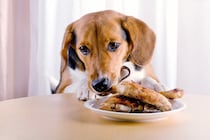 犬が誤飲すると『危険なモノ』4選　避けるべき理由や緊急時の応急処置まで