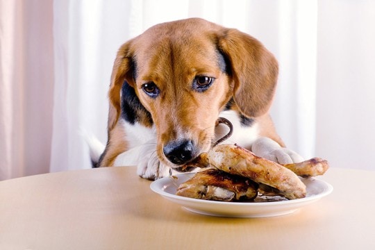 犬が誤飲すると『危険なモノ』4選　避けるべき理由や緊急時の応急処置まで