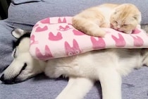 ハスキー犬の上で寝ている猫→犬が『特大のオナラ』をした結果…芸人顔負けな『コントのような光景』に8万いいね「笑ったｗ」「ループで見てる」