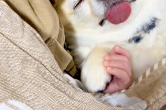 小さな赤ちゃんとお昼寝する犬→おててを繋ぎながら…あまりにも似ている『尊い寝顔』に26万再生の反響「疲れが吹っ飛んだ」「なんて幸せ…」