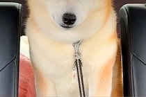 病院の注射で大暴れした犬→車での帰り道、疲れ切ってしまい…まるで別犬のような『表情』が5万再生「しょぼしょぼで草」「吹いてしまったｗｗ」