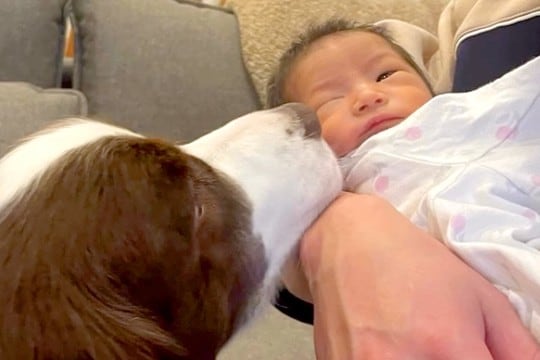 妊娠中、ずっと寄り添い続けてくれた犬→出産後『赤ちゃんと初めて会った』結果…涙が出るほど素敵な物語が41万再生「心が温まる」「頼もしい」