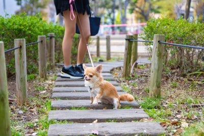 リードを引っ張って抵抗するチワワ