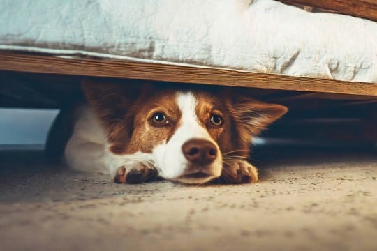犬の『テンションが急に下がる』理由4つ　落ち込んでいるときにみせる仕草や行動とは？