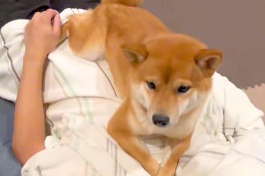 帰省中の息子が帰る前日、お別れを察した犬→『寂しい』と訴えて…離れたくなくなる『切ない光景』に感動「1秒でも長くいたいんだ」「顔が…」