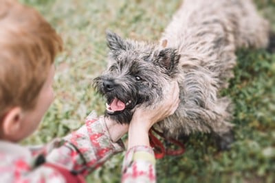 顔周りを撫でられる犬