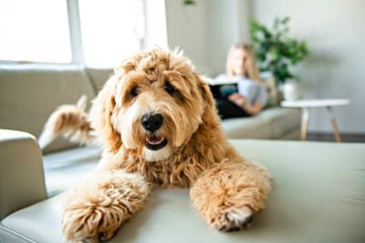 ソファの上でくつろぐ犬