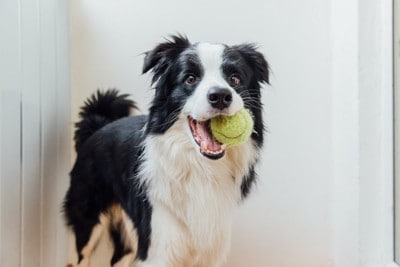 ボールをくわえる犬