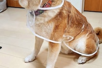 『透明のカッパ』を買ったので、犬に着せてみた結果…『アイドルのデビュー衣装』のような光景と『表情』に7万いいね「決意固めた顔してて草」