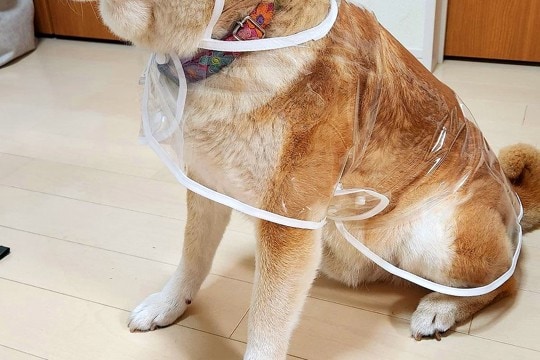 『透明のカッパ』を買ったので、犬に着せてみた結果…『アイドルのデビュー衣装』のような光景と『表情』に7万いいね「決意固めた顔してて草」