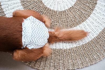 生理パンツを履く犬のおしり