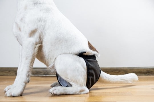 犬が『生理』になったときにみられる変化とは？飼い主がすべき適切な対応まで