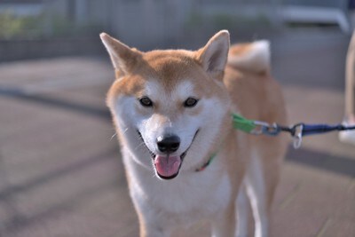 散歩、柴犬