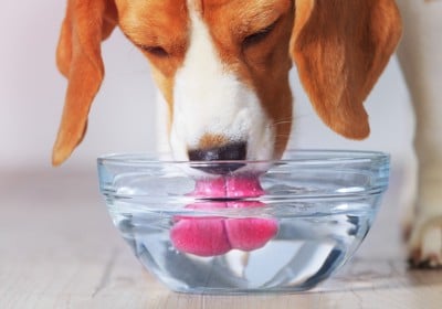 器から水を飲んでいる犬の口元のアップ