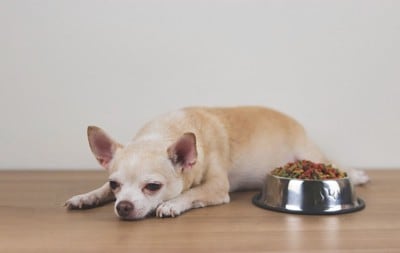食器の横で伏せる体調が悪そうな犬