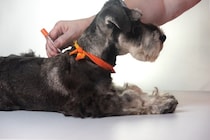 犬の糖尿病、気づくのが遅れるとどうなる？初期サインと向き合い方【獣医師執筆】