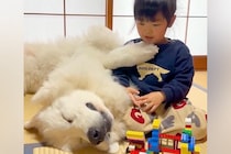 レゴで遊ぶ3歳の女の子→隣で爆睡していた超大型犬が、寝ぼけて…ギャップがありすぎる『赤ちゃんな光景』が31万再生「微笑ましい」「最高」