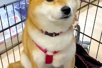 カートでお買い物を楽しむ犬→『大好きなおやつ』に囲まれた瞬間、目が…愛おしすぎる光景に反響「おめめキラキラ」「たっぷり買ってあげたい」