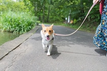 犬を楽しませる『散歩方法』5つ　愛犬を満足させるために選択すべきコースや注意点まで