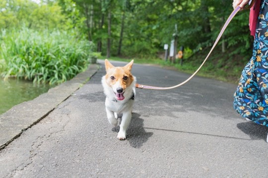 犬を楽しませる『散歩方法』5つ　愛犬を満足させるために選択すべきコースや注意点まで