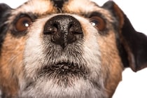 犬が鼻先をつけてくるときの心理