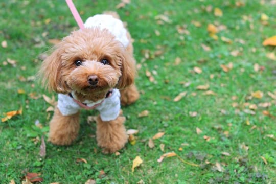 犬の散歩で『絶対避けるべきルート』5選　事故やトラブルを招く危険な場所とは？