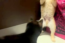 2匹の赤ちゃん犬が『喧嘩をした』結果→1匹が完全に追い詰められて…まさかの『二本足での応戦』に反響「くっそ可愛いｗｗ」「たまらない」