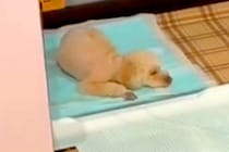 トイレの上で寝てしまう犬→やめさせるために『もう1匹の犬と寝ること』を教えた結果…『衝撃の光景』が63万再生「ドヤ顔ｗ」「なんてこった」