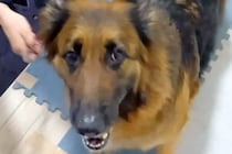 パパと散歩に行きたい犬→ママが連れて行こうとした結果…あからさま過ぎる『態度の違い』に反響「パパっ子ちゃん」「ママさんかわいそうｗ」