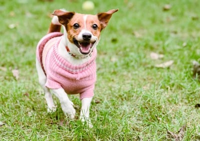 服を着て屋外で遊ぶ犬