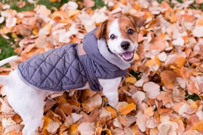 服を着て見上げる犬