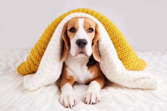 『服を嫌がる犬』がみせる行動４選　服を着てくれない理由や不快にさせないための対処法まで
