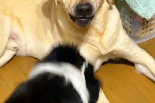 妹犬が優しい兄犬に『しつこく構ってアピールした』結果→少し疲れてしまい…まるで人間のような『表情』に2万いいね「顔ww」「優しさがw」