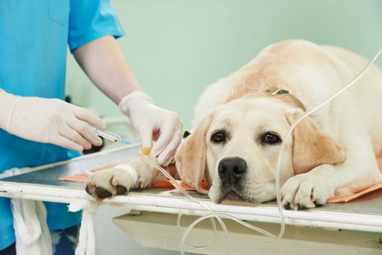 「持病があるけど手術できる?」病気別リスクと安全対策について飼い主が知るべきこと【獣医師執筆】