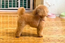 トリミングサロンに預けた犬をお迎えに→『外から名前を呼んでみた』結果…『気付いた瞬間の光景』がたまらないと反響「おめめが…」「可愛すぎ」