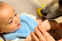 赤ちゃんを『保護犬のおやつ係をさせた』結果→上手に食べさせた、次の瞬間…あまりにも尊い光景に反響「笑顔がたまらん」「仲良しになった」