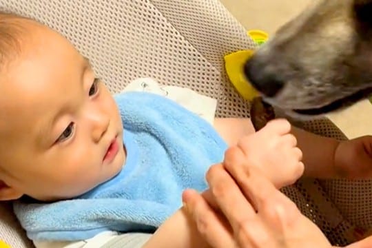 赤ちゃんを『保護犬のおやつ係をさせた』結果→上手に食べさせた、次の瞬間…あまりにも尊い光景に反響「笑顔がたまらん」「仲良しになった」