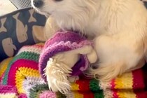 飼い主が亡くなっても、部屋で帰りを待ち続けた犬→ぬいぐるみを抱きしめながら…涙あふれる『保護の様子』が37万再生「素敵」「幸せになって」