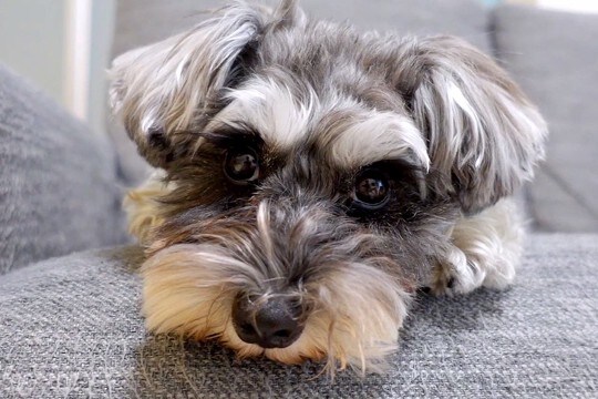 パパと犬の留守番をモニタリング→外出中のママに会いたがって…違いすぎる態度と『再会の瞬間』に反響「可愛い」「パパ相手にしてもらえないw」