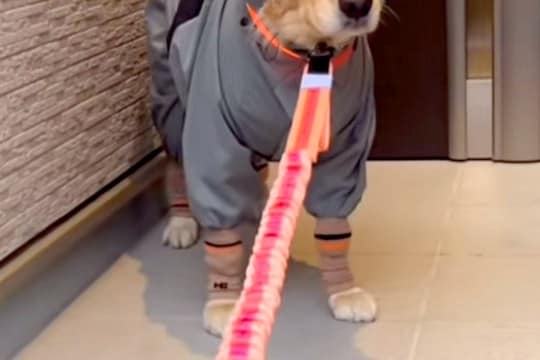雨の日、濡れないよう『大型犬にカッパを着せた』結果→忍者のようになってしまい…納得のいかない表情に反響「出陣でござるww」「困ってて草」