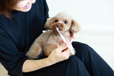 歯磨きする犬