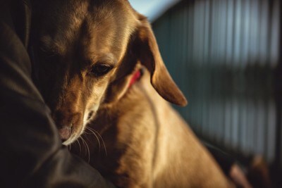 腕の中で不安そうな犬