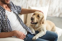 犬が飼い主にタッチしてくる時の５つの心理