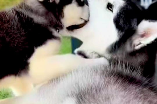 どうしても『お父さん犬の口の中』に入りたい子犬→3年後、大きくなっても…まさかの『現在の光景』に反響「可愛すぎる」「手加減してて優しい」