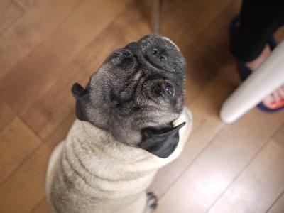 おすわりして待つパグ